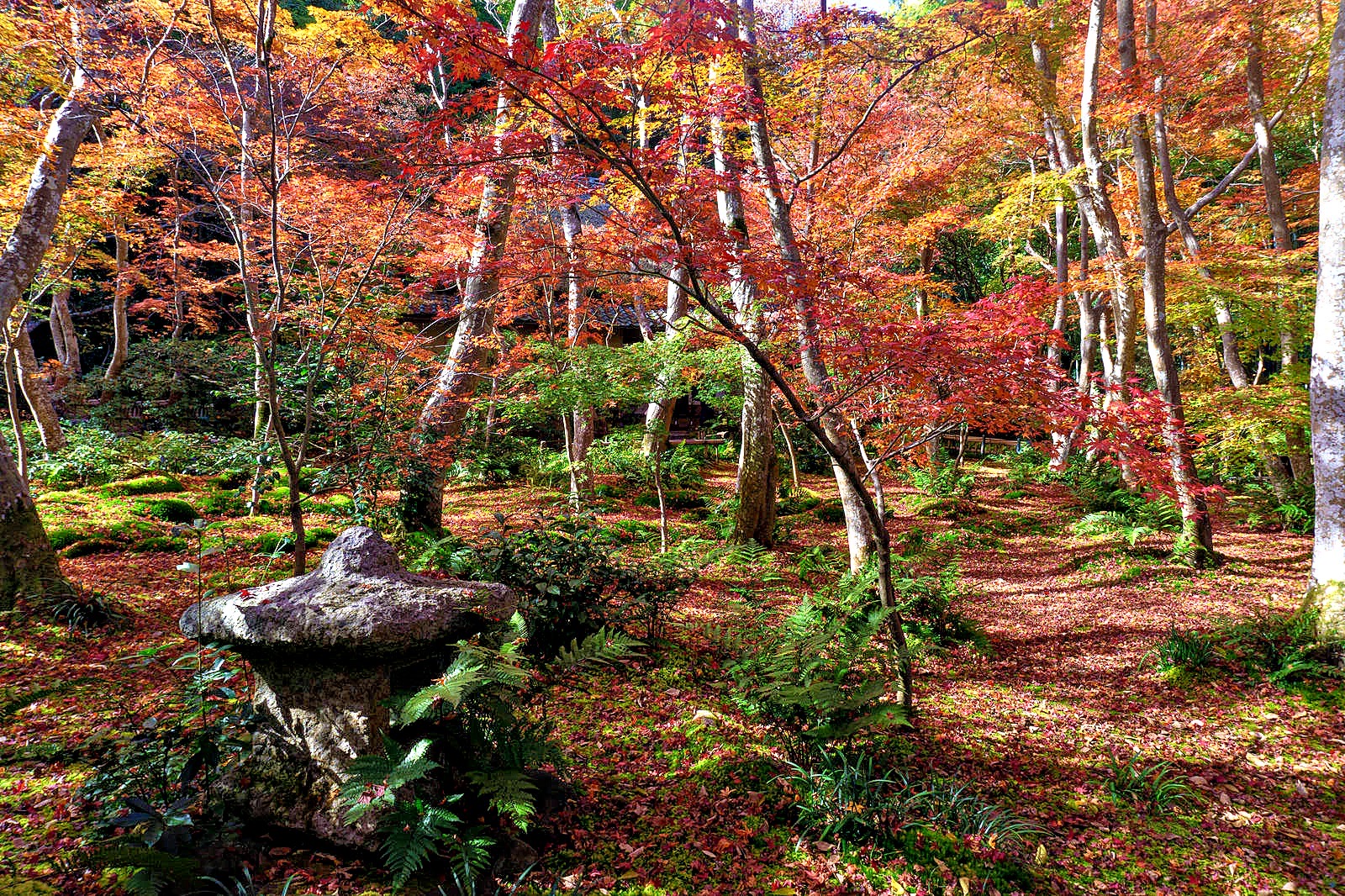 秋月城跡】黒門と紅葉の絶景！筑前の小京都で風情ある秋を満喫 
