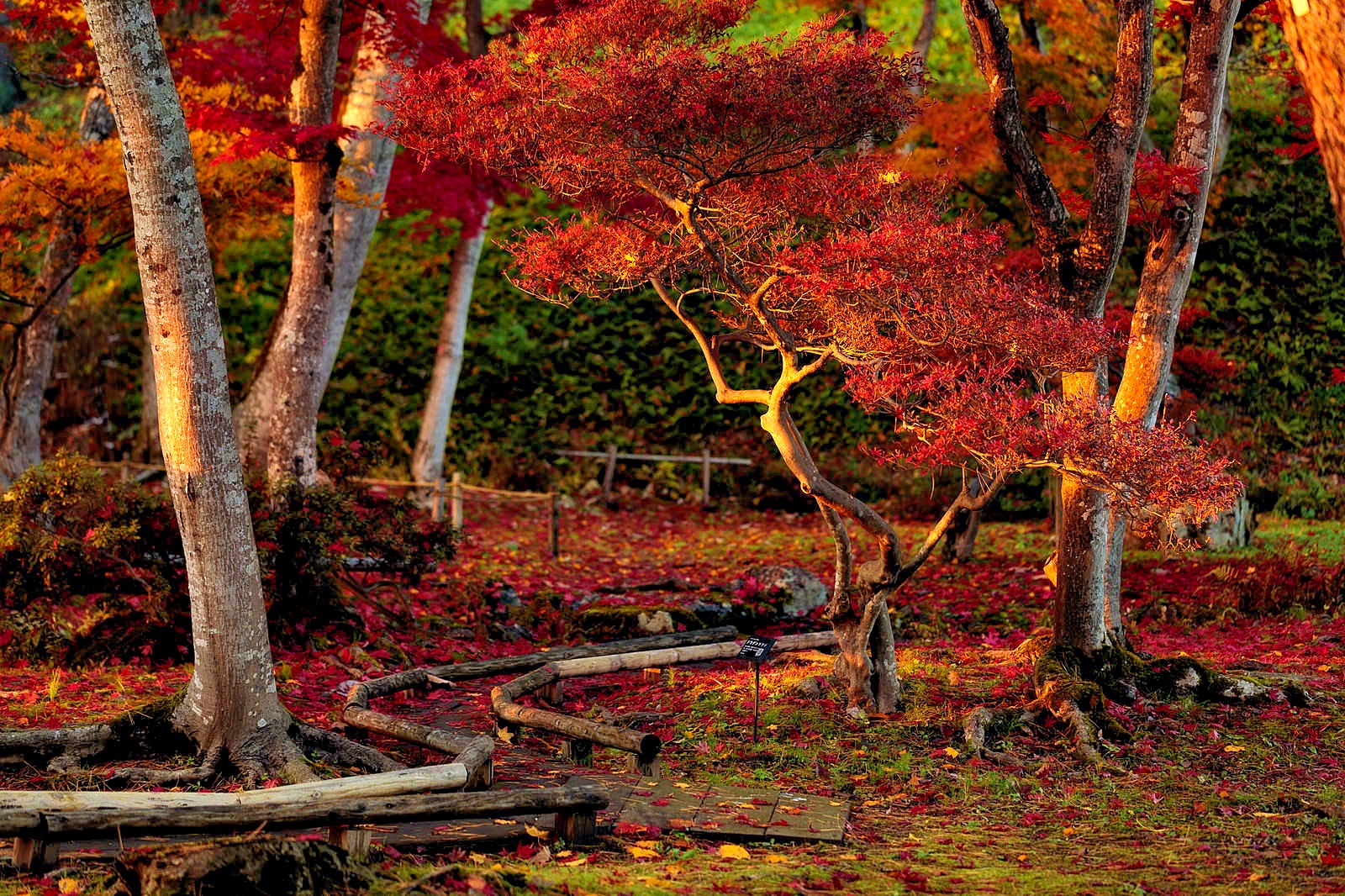 佐賀・大興善寺、深みのある赤に染まるモミジの紅葉が美しい | ブログ