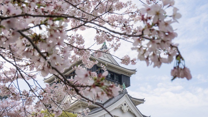 小倉城桜まつり 九州テレビ