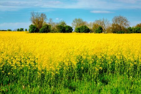 リフレッシュパーク豊浦の春、菜の花とチューリップが鮮やかに咲き誇る！:春の菜の花まつり