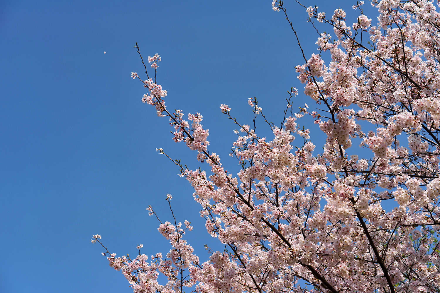 長崎の名所「風頭公園」で、春の色とりどりの花を楽しもう！