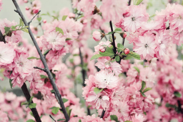 臼杵城址桜まつりで食べて、見て、感じる！大分県の春を満喫。
