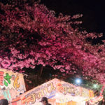 【鹿児島の春を満喫！】忠元公園桜まつりウィークの見どころ