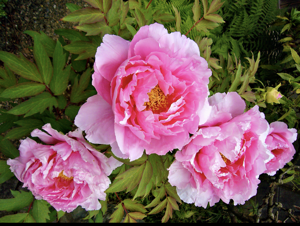 九州最大級！「清水山ぼたん園」で2500本の牡丹に酔いしれる