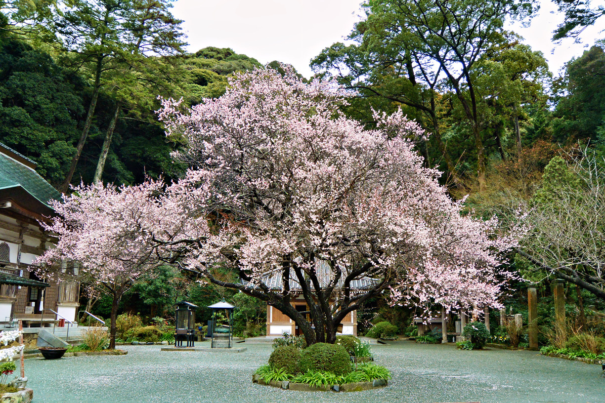 約300本の桜が咲き誇る「鎮国寺花まつり」