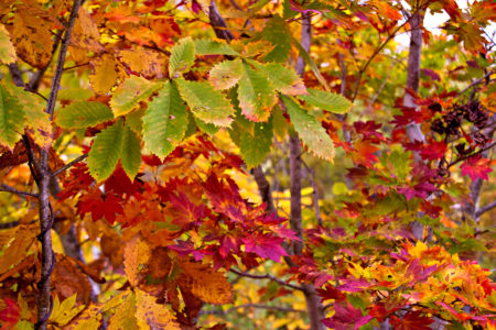【九酔渓の紅葉 2025】圧巻の2km渓谷美＆滝絶景ガイド