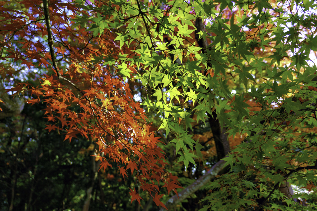 福岡県北九州市の紅葉スポット「河内貯水池周辺」