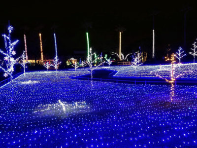Ibusuki Flower Park Illumination 2025: A Botanical Galaxy