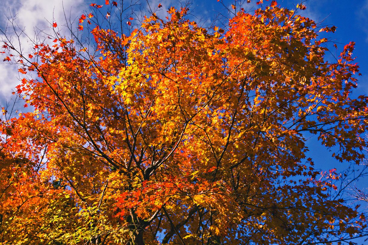 雲仙の紅葉：見頃はいつ？