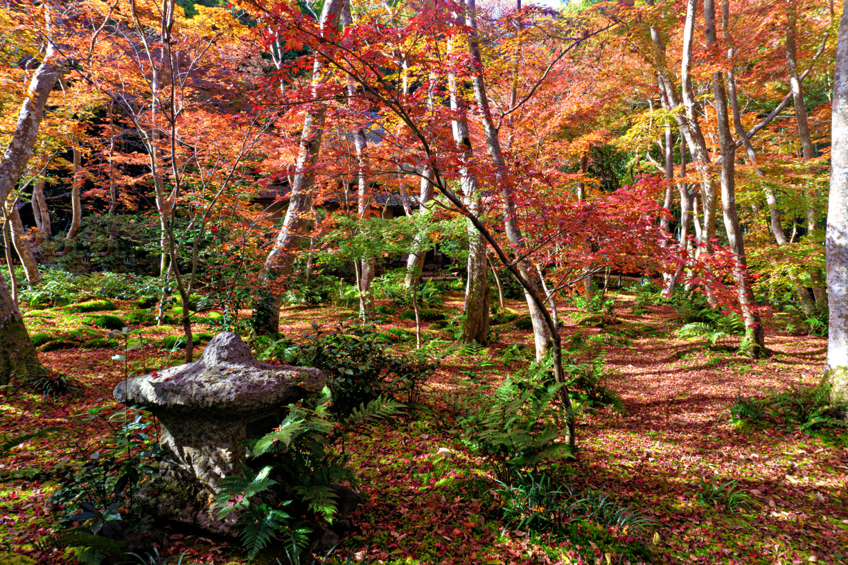 【秋月城跡】黒門と紅葉の絶景！筑前の小京都で風情ある秋を満喫