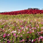 【秋桜の絶景】1000万本のコスモスが咲き誇る「あさくらキリンコスモスフェスタ」へ