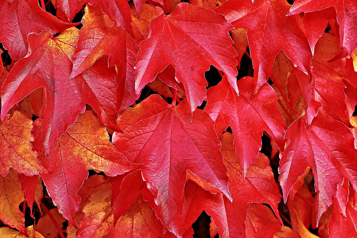 篠栗の絶景紅葉🍁 呑山観音寺で一足早い紅葉狩りを満喫！