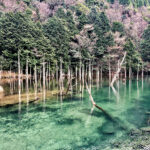 【下関・秘境】一の俣桜公園：水面に映る幻想的な水没林と桜の絶景！