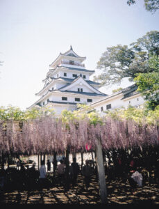 紫の絨毯！唐津城の藤の花が見頃 樹齢100年超の絶景に酔いしれる