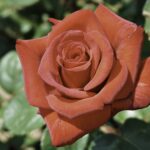今週末開催！駕与丁公園バラまつり