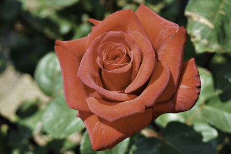 今週末開催！駕与丁公園バラまつり
