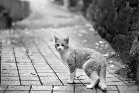 【実写レビュー】ILFORD DELTA 400はHP5+と何が違う？高感度なのに超微粒子、その実力を徹底検証！