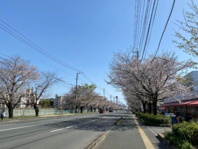 【熊本】約1.5キロの美しい桜のトンネル！「健軍自衛隊通りの桜」絶景・お花見ガイド
