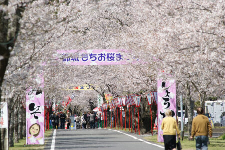 【宮崎・都城】2キロの桜並木と花の絨毯！日本さくら名所100選「母智丘公園の桜」満喫ガイド