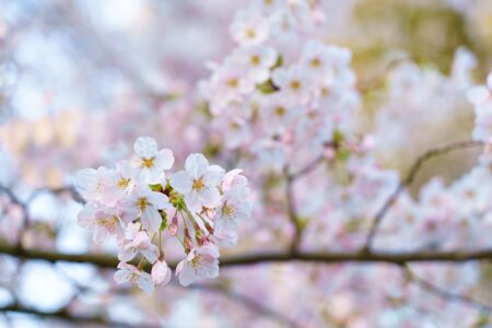 【鹿児島・鹿屋】桜並木を駆け抜ける！「くしら桜まつり2026」で見逃せない春の絶景とイベント