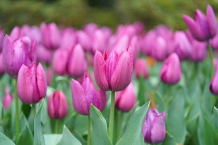 【福岡・直方】30回記念のライトアップも!「のおがたチューリップフェア2026」お出かけガイド