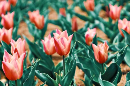 【福岡】街じゅうが5万本のチューリップに染まる！「一人一花スプリングフェス2026」開催