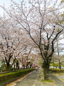 【熊本・菊池】約3000本が山を染める絶景！体験も充実の「菊池公園の桜」お花見ガイド